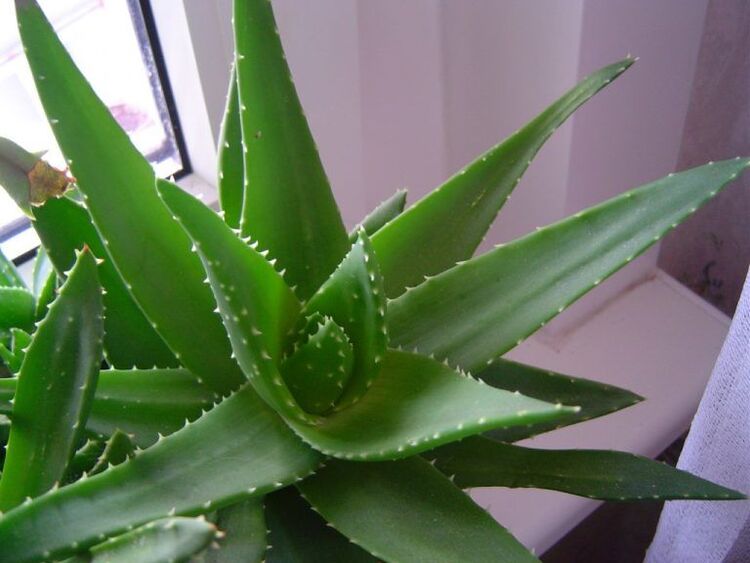 Aloe und Kalanchoe gegen Warzen
